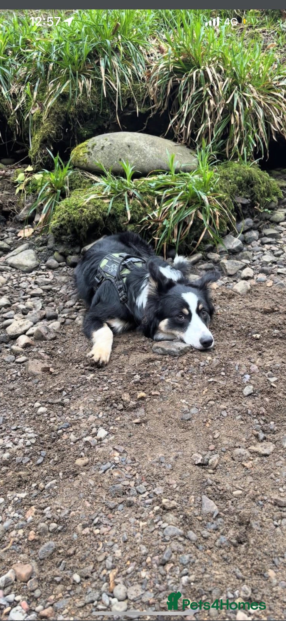 Border Collie dogs 1 year old looking for a loving home  - Advert 17