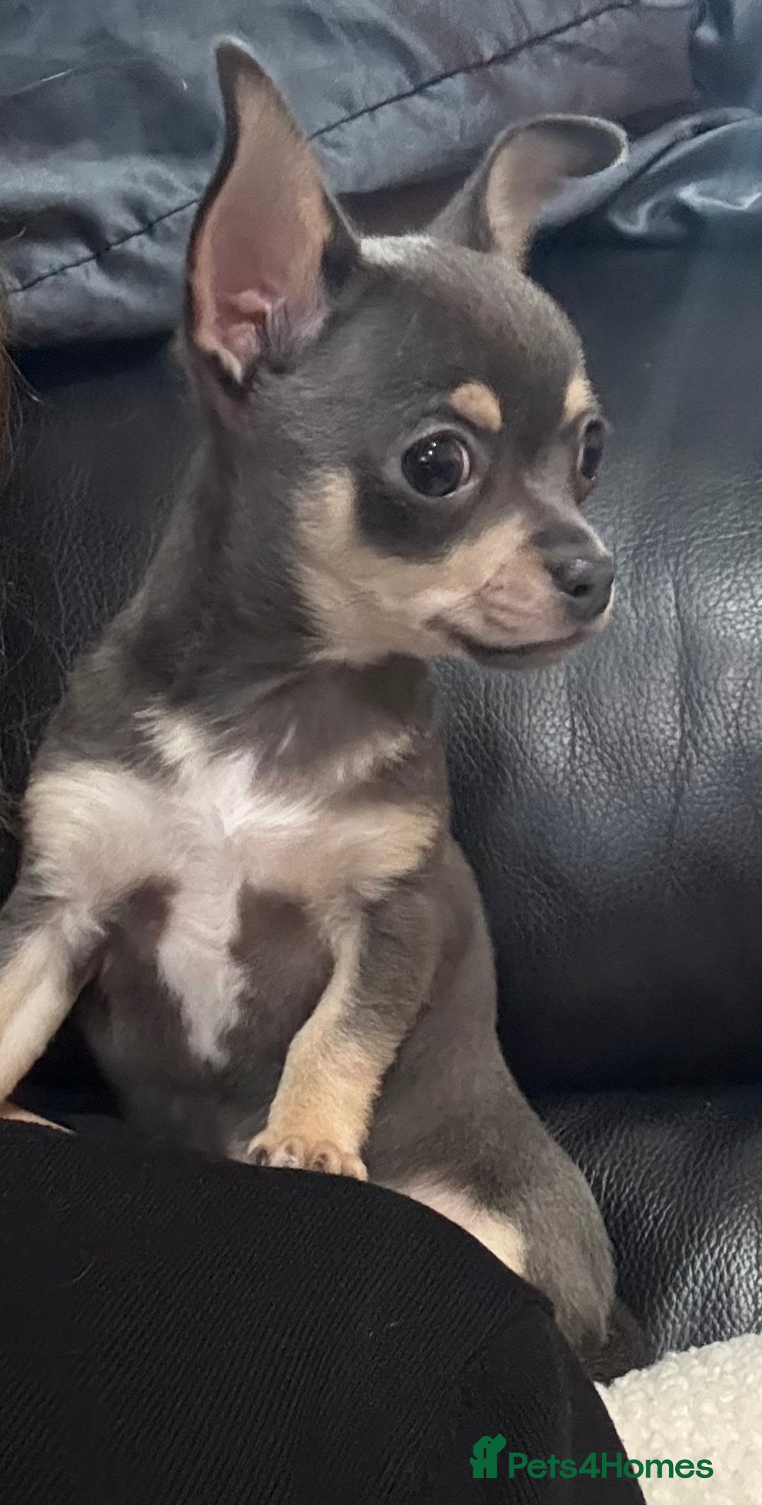 Chihuahua dogs for sale: Gorgeous Blue Boy Chihuahua  - Advert 8