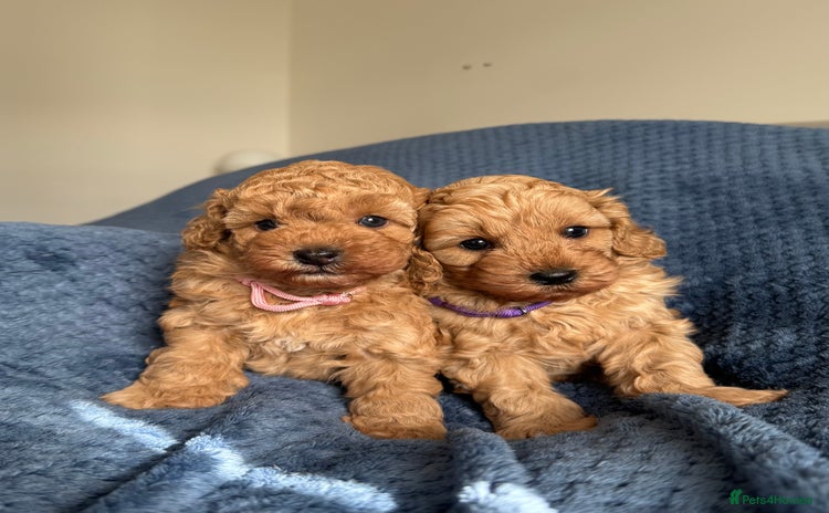 Cavapoo dogs - Advert 3