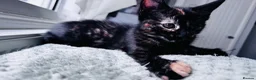 Mixed Breed cats for sale: Beautify taby girl - Advert 3