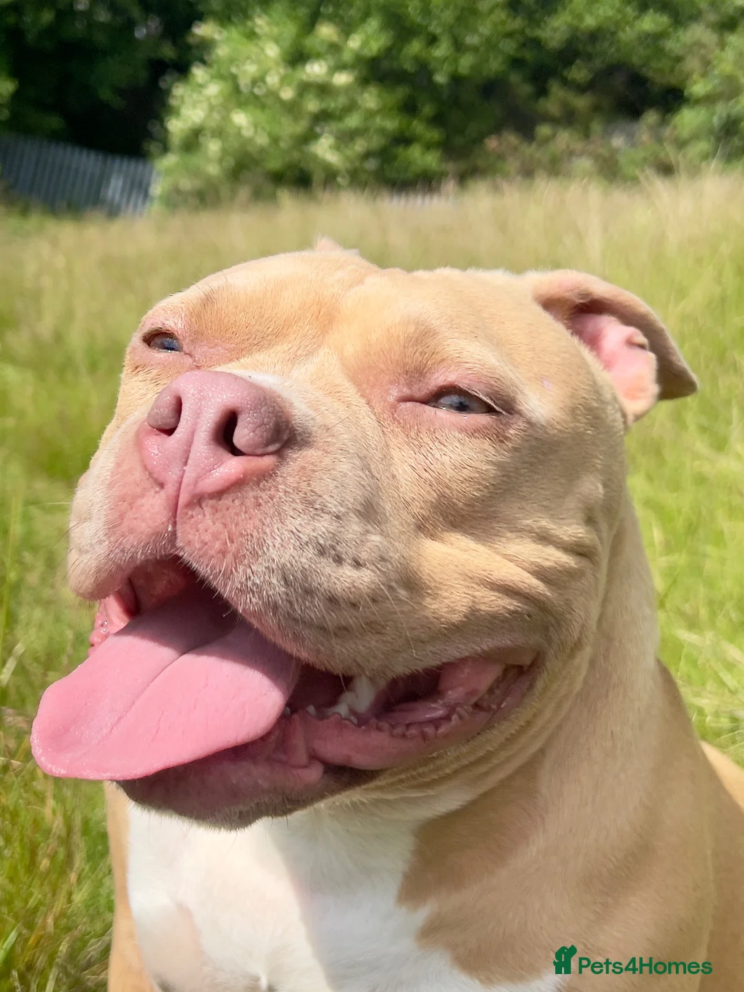 American Bully dogs for sale: American pocket bully - Advert 4
