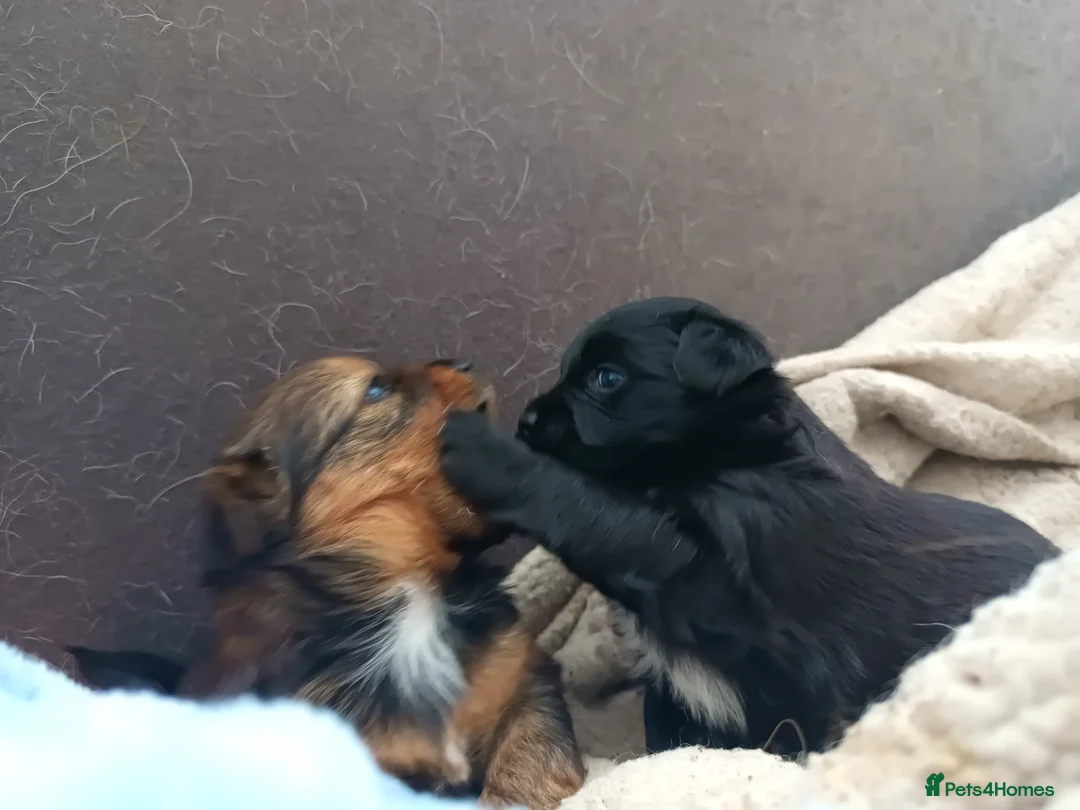 Mixed Breed dogs for sale: Small Mixed Breed Puppy  - Advert 13