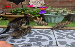 Bengal cats for sale: ✨ Bengal Kittens Looking for Loving Homes ✨ - Image 29