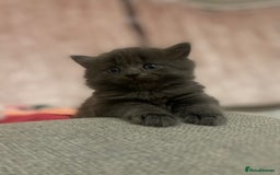 Mixed Breed cats for sale: Mainecoon and british shorthair mix  - Image 16