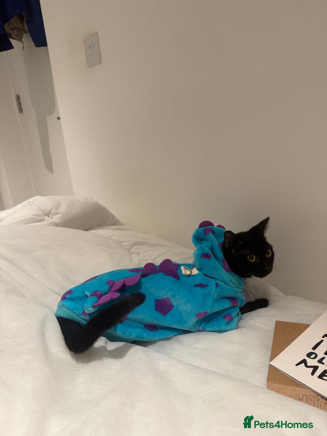 Mixed Breed cats for sale: Two cats can be sold separately or together  - Advert 2