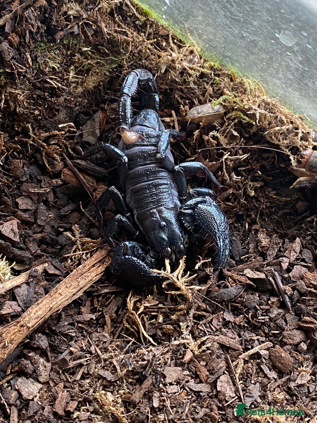 Scorpions invertebrates for sale: Various scorpions, spiders, tarantulas - Advert 1