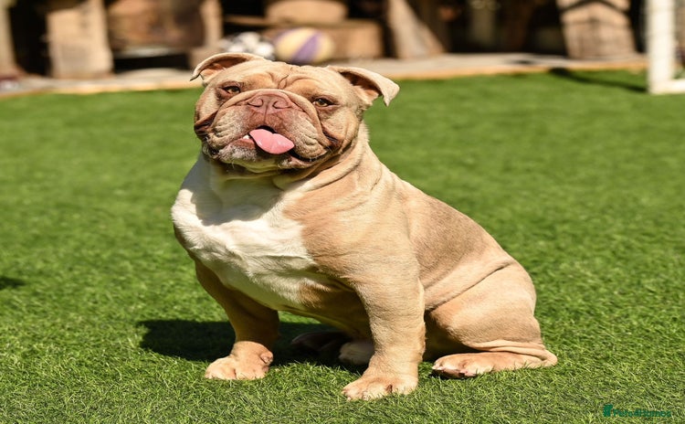 English Bulldog dogs - Advert 2