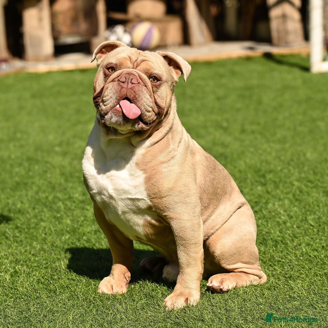 English Bulldog dogs for stud: Lilac English bulldog L1 Fluffy carrier - Image 1