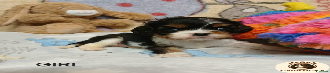 Cavalier King Charles Spaniel Puppy 2