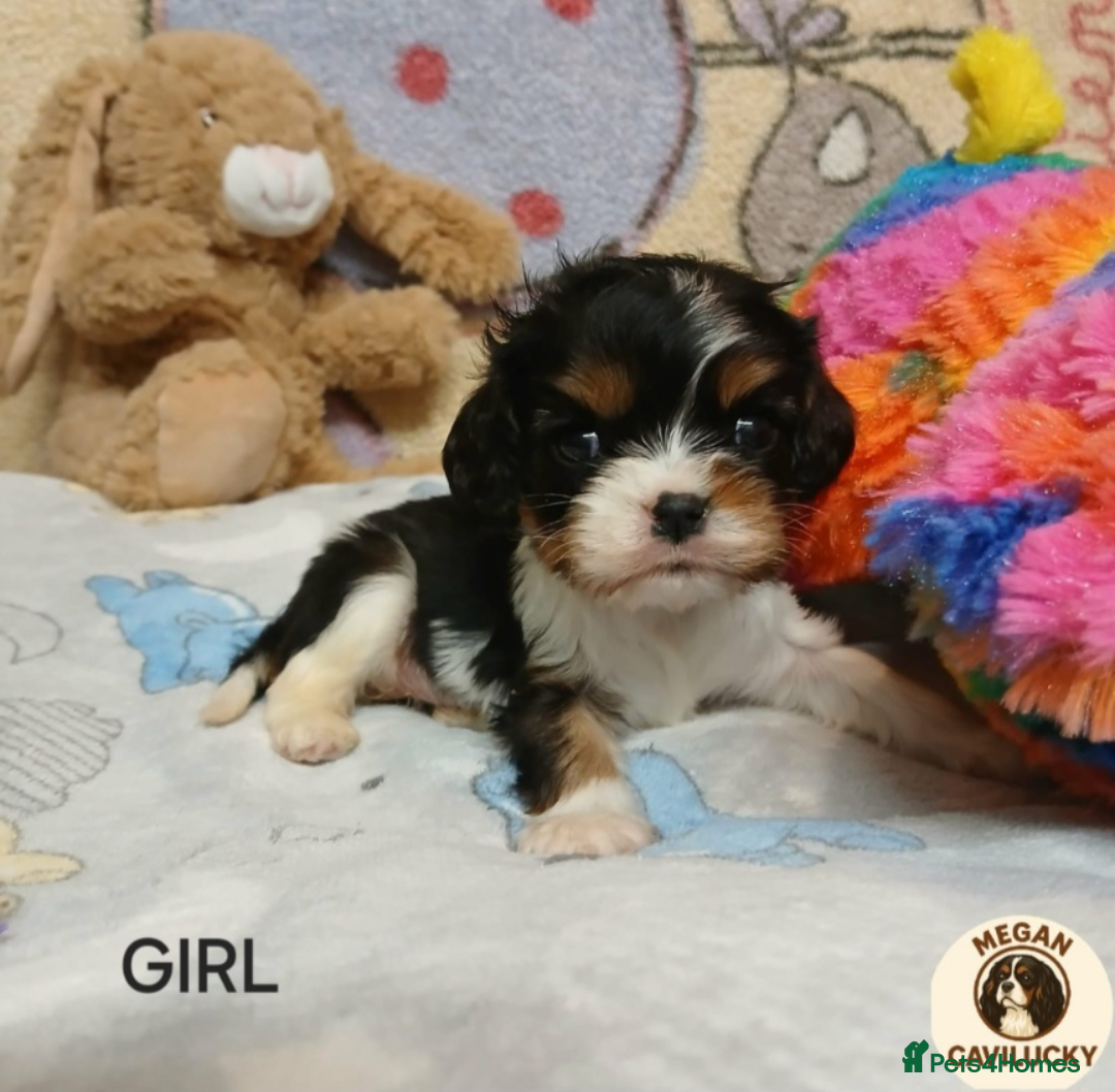 Cavalier King Charles Spaniel dogs for sale: KC puppies Cavalier King charles spaniel🥰🐶🐶🐶 - Advert 2