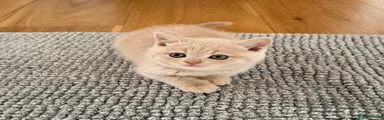 British Shorthair Kitten 1