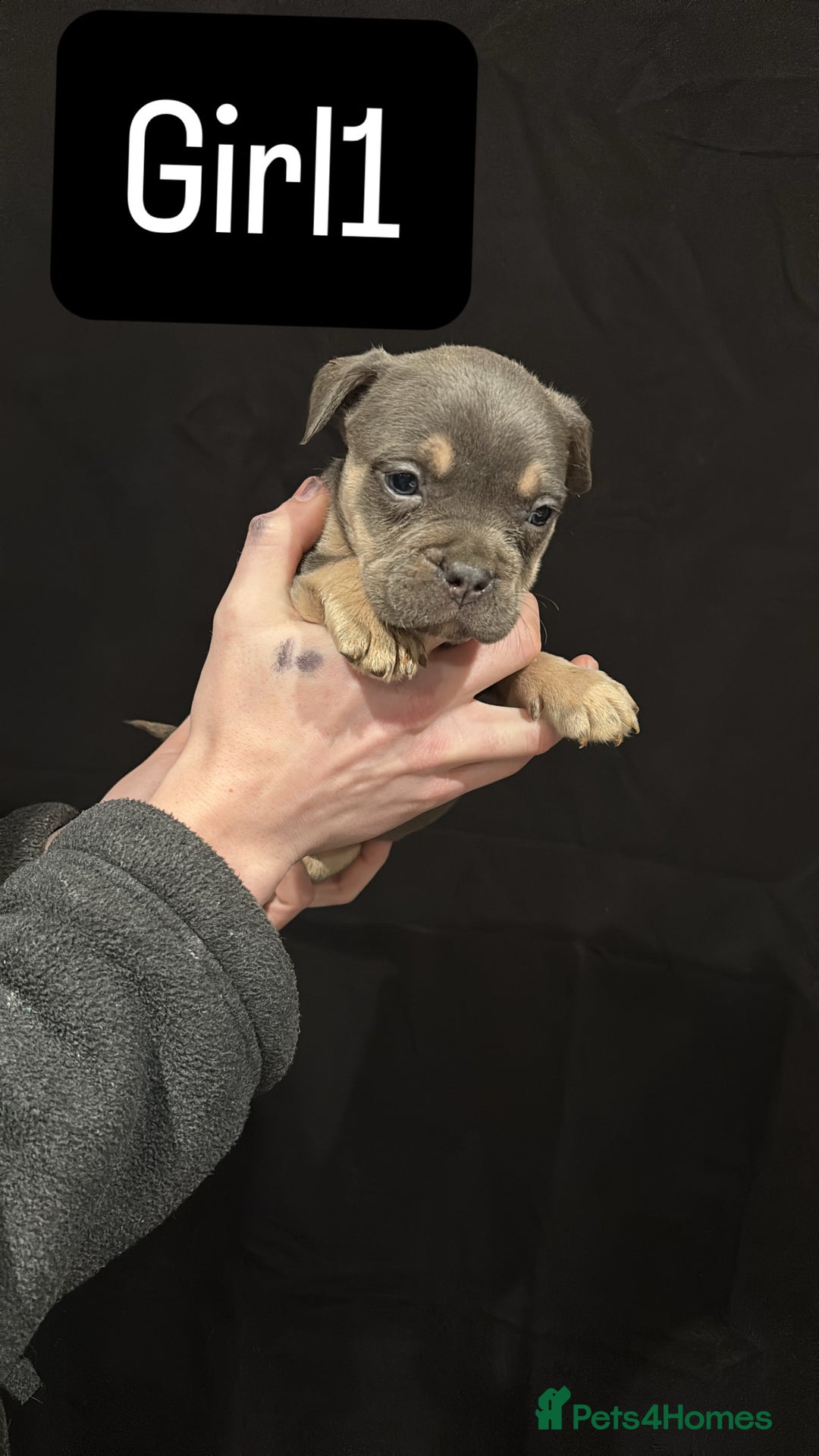 American Bulldog dogs for sale: Pocket bully’s  - Advert 6