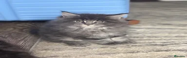 Maine Coon 2