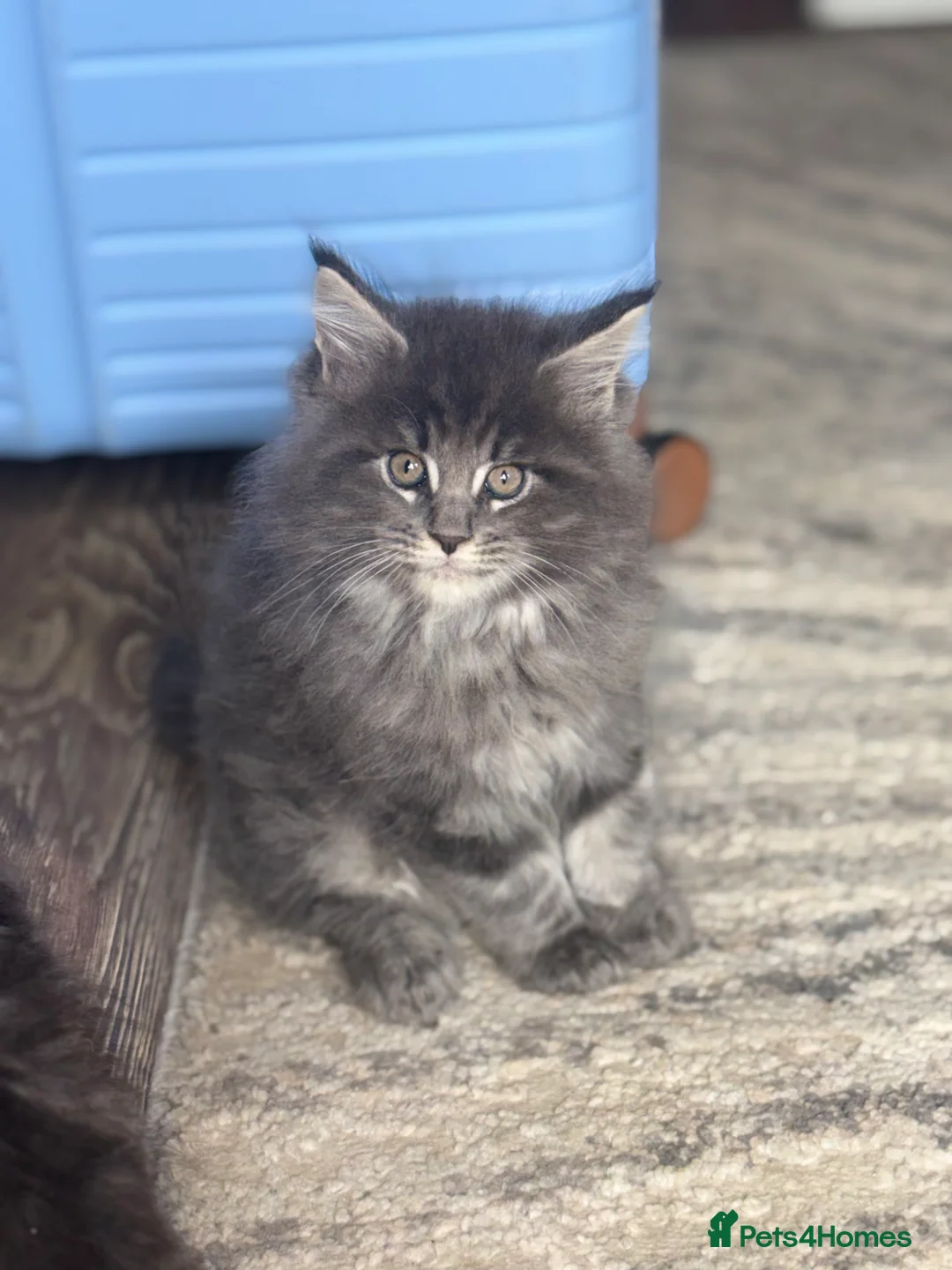 Maine Coon cats for sale: 🐾 MAINE COON KITTENS  🐾 - Advert 2