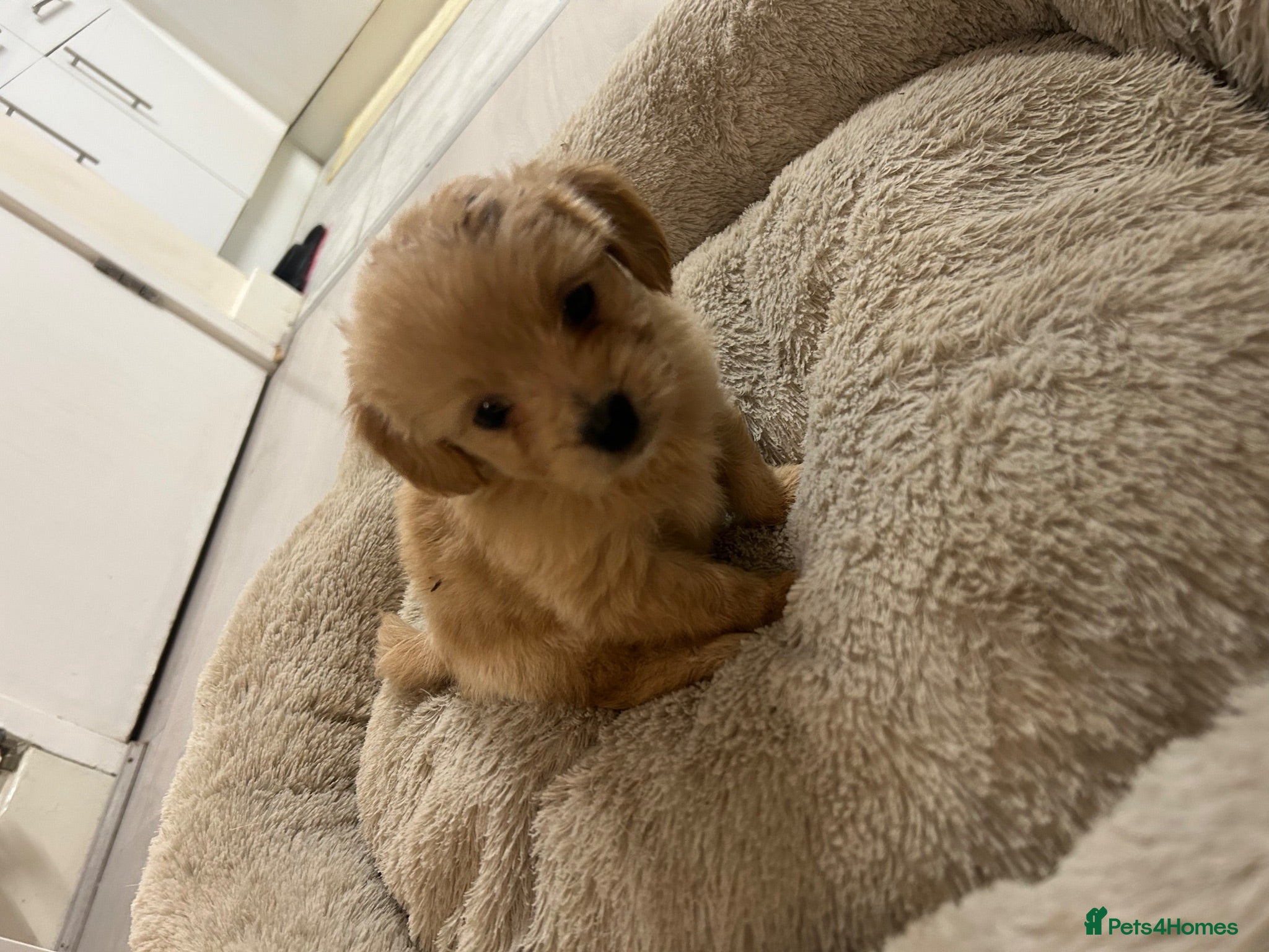 Maltipoo dogs Easy dog - Advert 6
