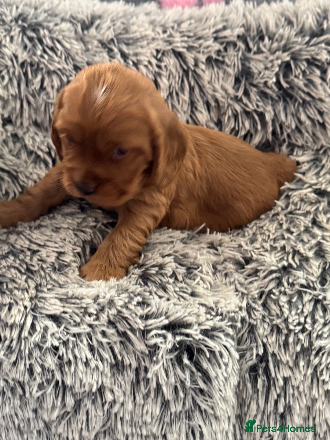 Cocker Spaniel dogs for sale: Show Type Cocker Spaniel Puppies – Girls Only - Advert 1