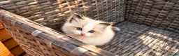 Ragdoll cats for sale: 2 beautiful Ragdoll kittens in High Wycombe - Advert 10