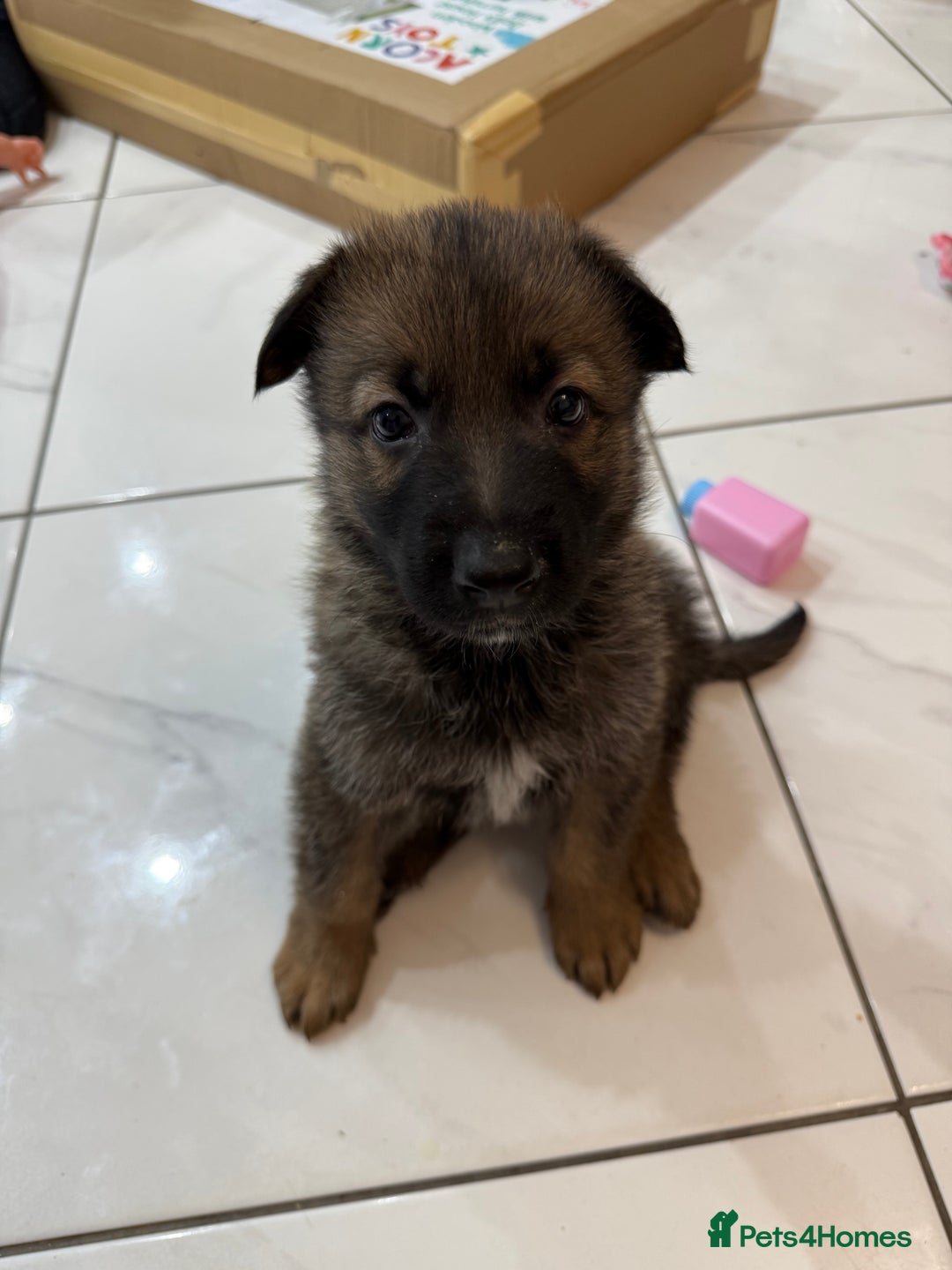 German Shepherd dogs for sale: German shepherd  - Advert 1
