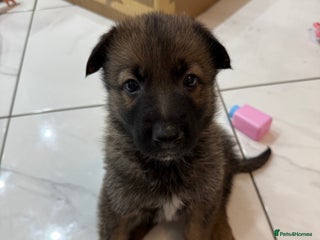 German Shepherd dogs German shepherd - Advert 2