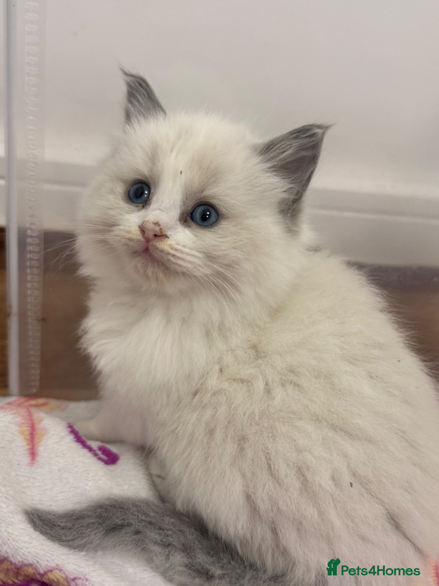 Ragdoll cats for sale: 🏅Beautiful GCCF champ blood ragdoll kittens🏅❤️ - Advert 18