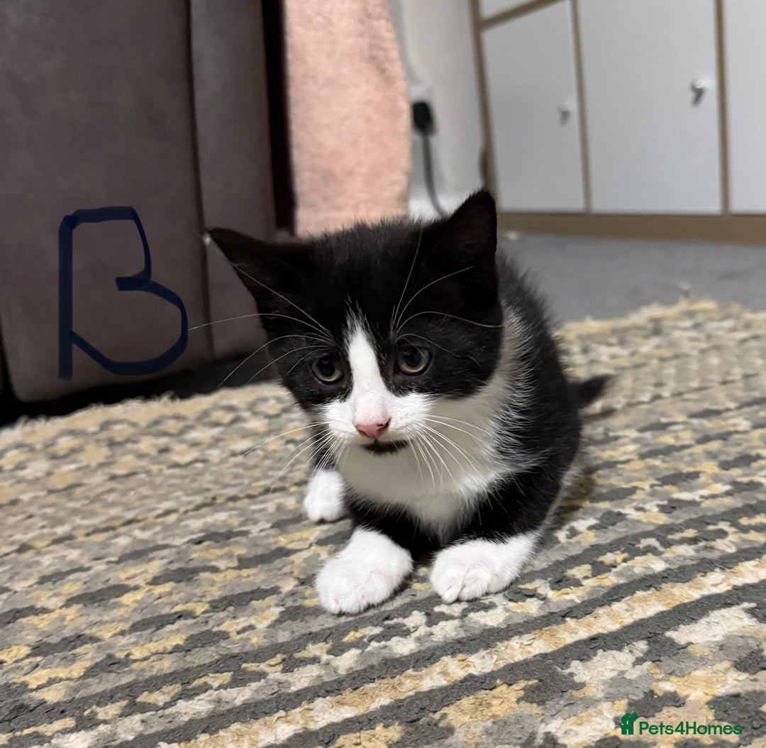 British Shorthair cats for sale: Litter of 6 kittens (3 left) - Image 2