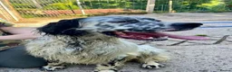 English Setter dogs for adoption: Sam   in Blaydon-on-Tyne - Advert 4