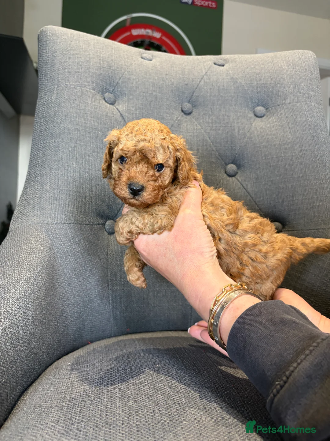 Toy Poodle dogs for sale: ❤️Purebred KC registered toy poodle babies ❤️ - Advert 16