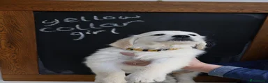 Golden Retriever 7
