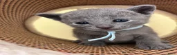 Russian Blue cats for sale: TICA REGISTERED Pure Breed Russian Blue Kittens - Advert 3