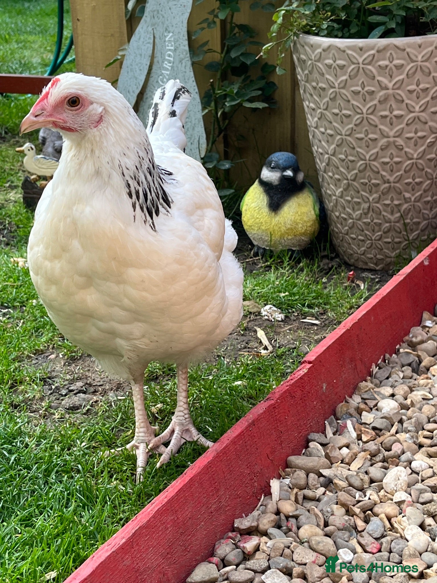 Chickens poultry 2 X light Sussex at POL - Advert 1