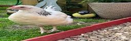 Chickens poultry for sale: 2 X light Sussex at POL - Advert 1