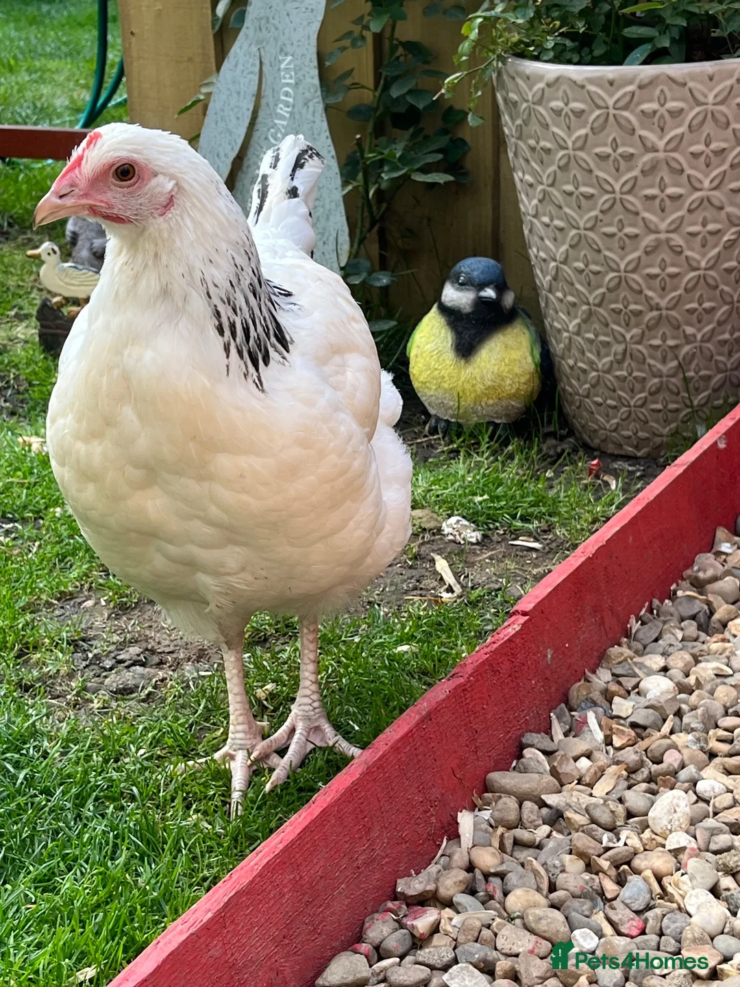 Chickens poultry for sale: 2 X light Sussex at POL - Advert 1