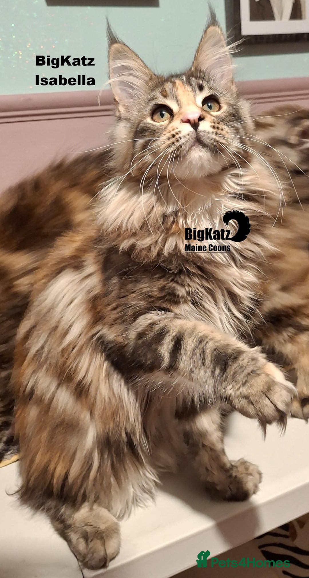 Maine Coon cats for sale: Beautiful torbie Maine Coon girls - Advert 2