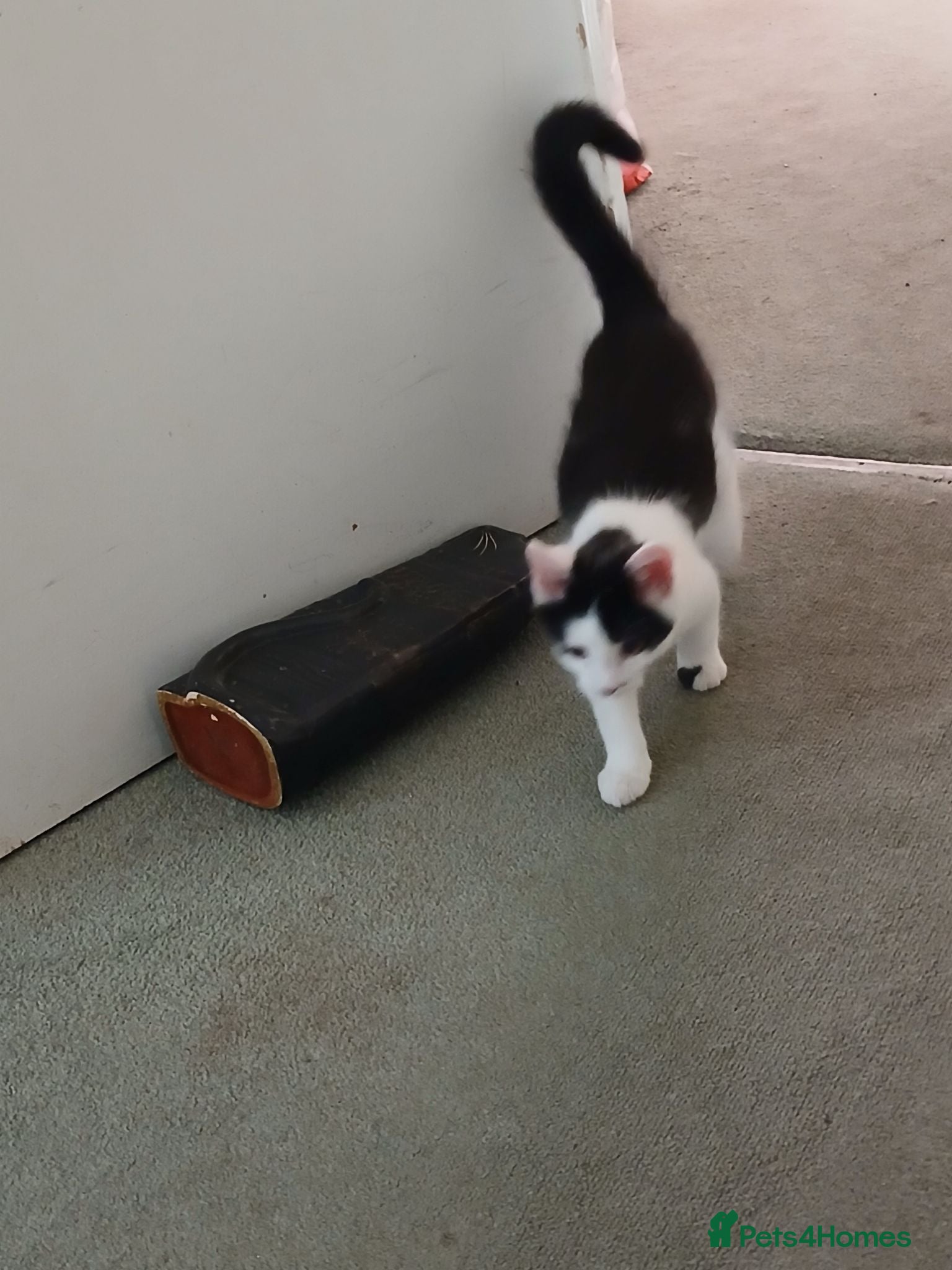 Mixed Breed cats Tiny male kitten,  black and white - Advert 2