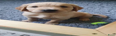 Golden Retriever 5