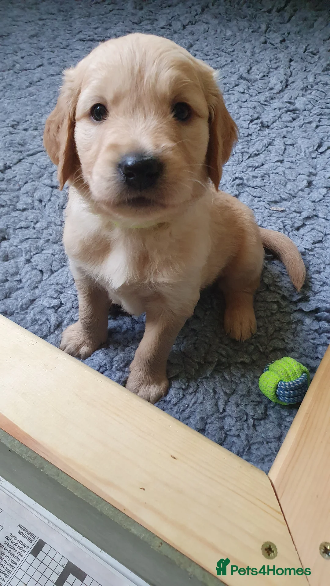 Golden Retriever dogs for sale: 8 Golden Retriever puppies for sale. - Advert 2
