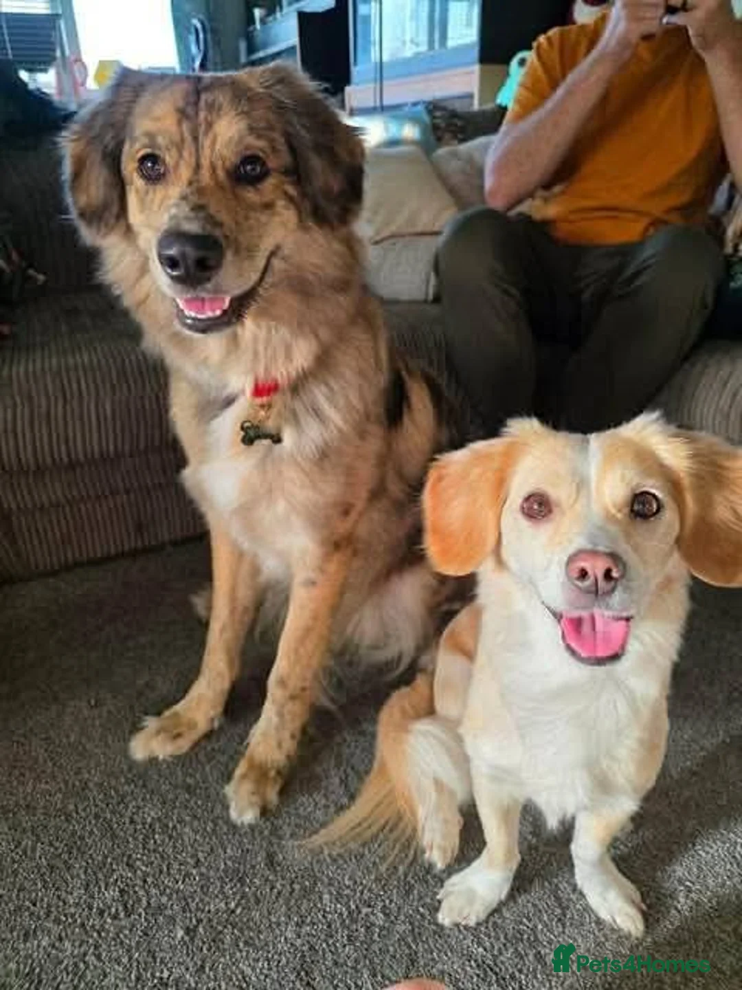 Mixed Breed dogs for adoption: Meet Merlin,currently residing in Gloucestershire  in Gloucester - Advert 10