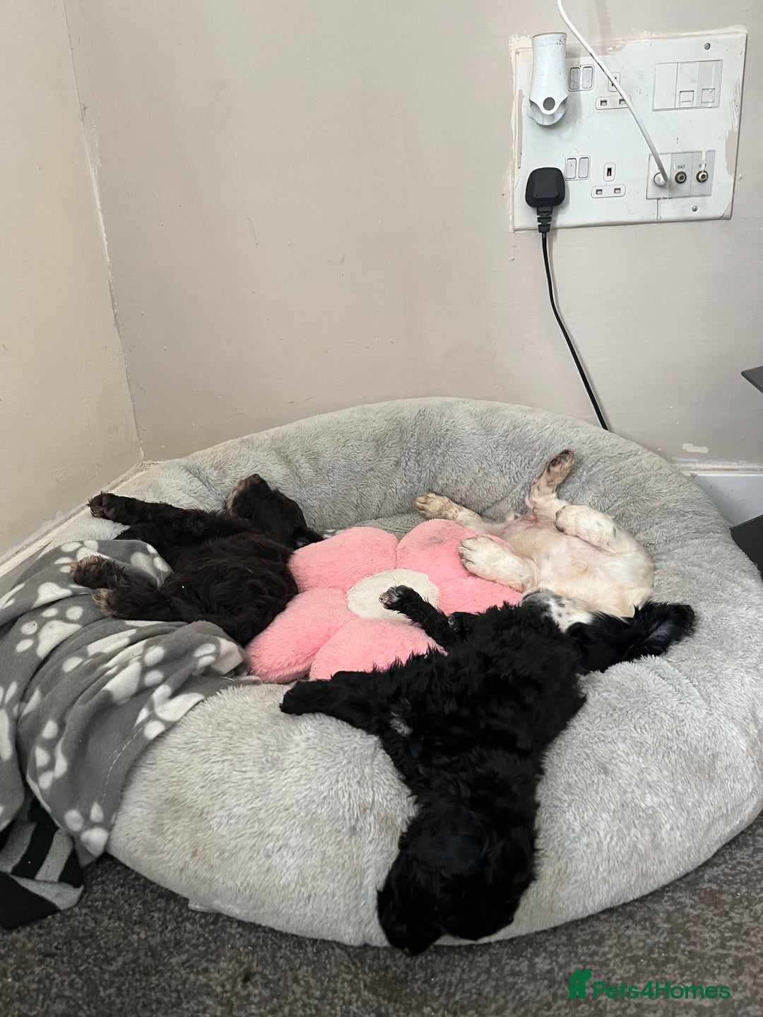 Cockapoo dogs for sale: Adorable Cockapoo Puppies  - Image 2