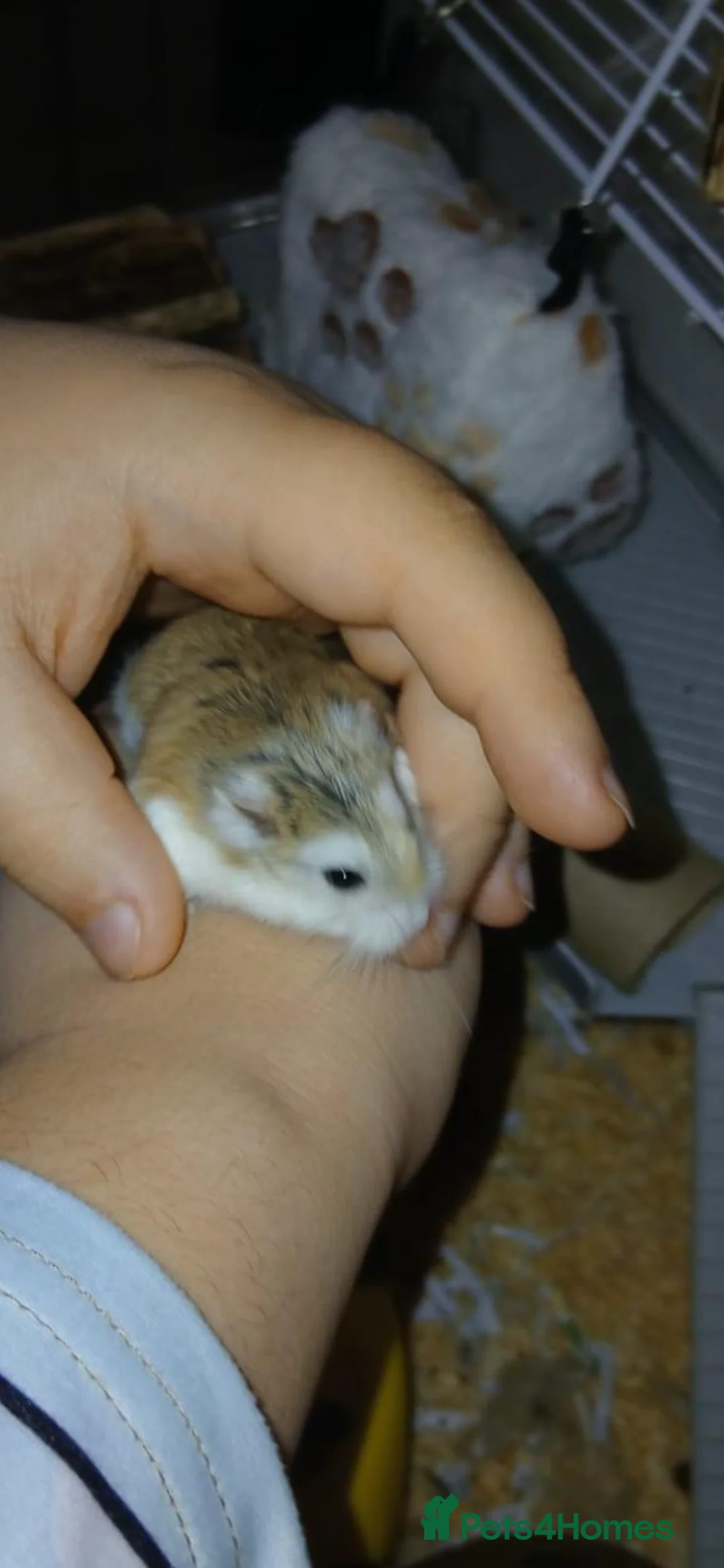 Hamster rodents for sale: Hamsters x2 in Kettering - Advert 4