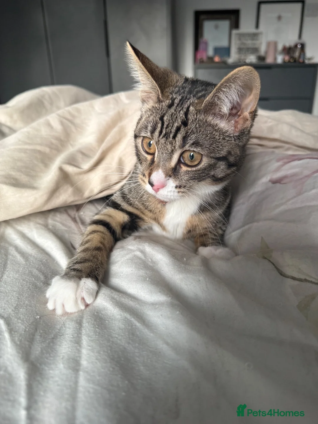 Domestic Shorthair cats for sale: Tabby print domestic shorthair cat  in Leeds - Advert 2
