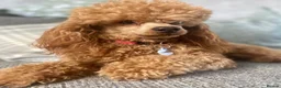 Cavapoo dogs for sale: Toy Cavapoo F1B Puppy - extensively health tested in Leicester - Advert 3