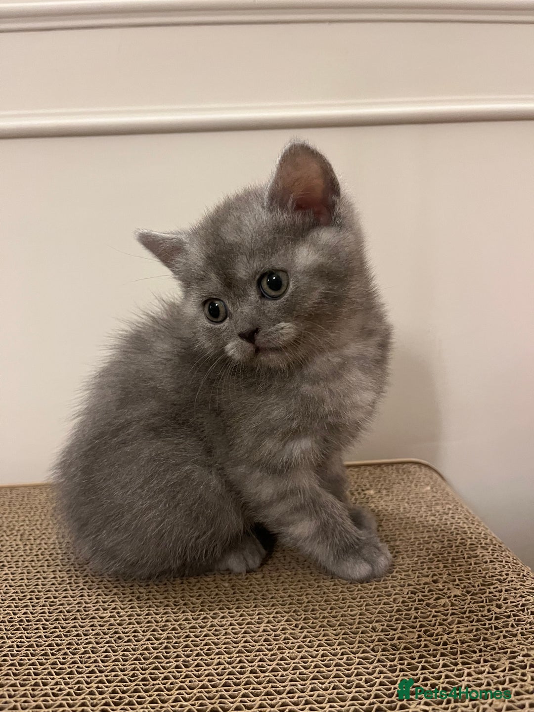 British Shorthair cats for sale: Beautiful BSH kittens, 1 girl, 1 boy available  - Advert 6