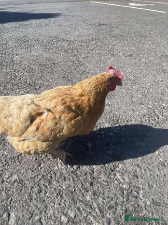 Chickens poultry for sale - Advert 5