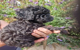 Cockapoo dogs for sale: EXCEPTIONAL HEALTH TESTED SHOW TYPE COCKAPOOS F1B - Image 24