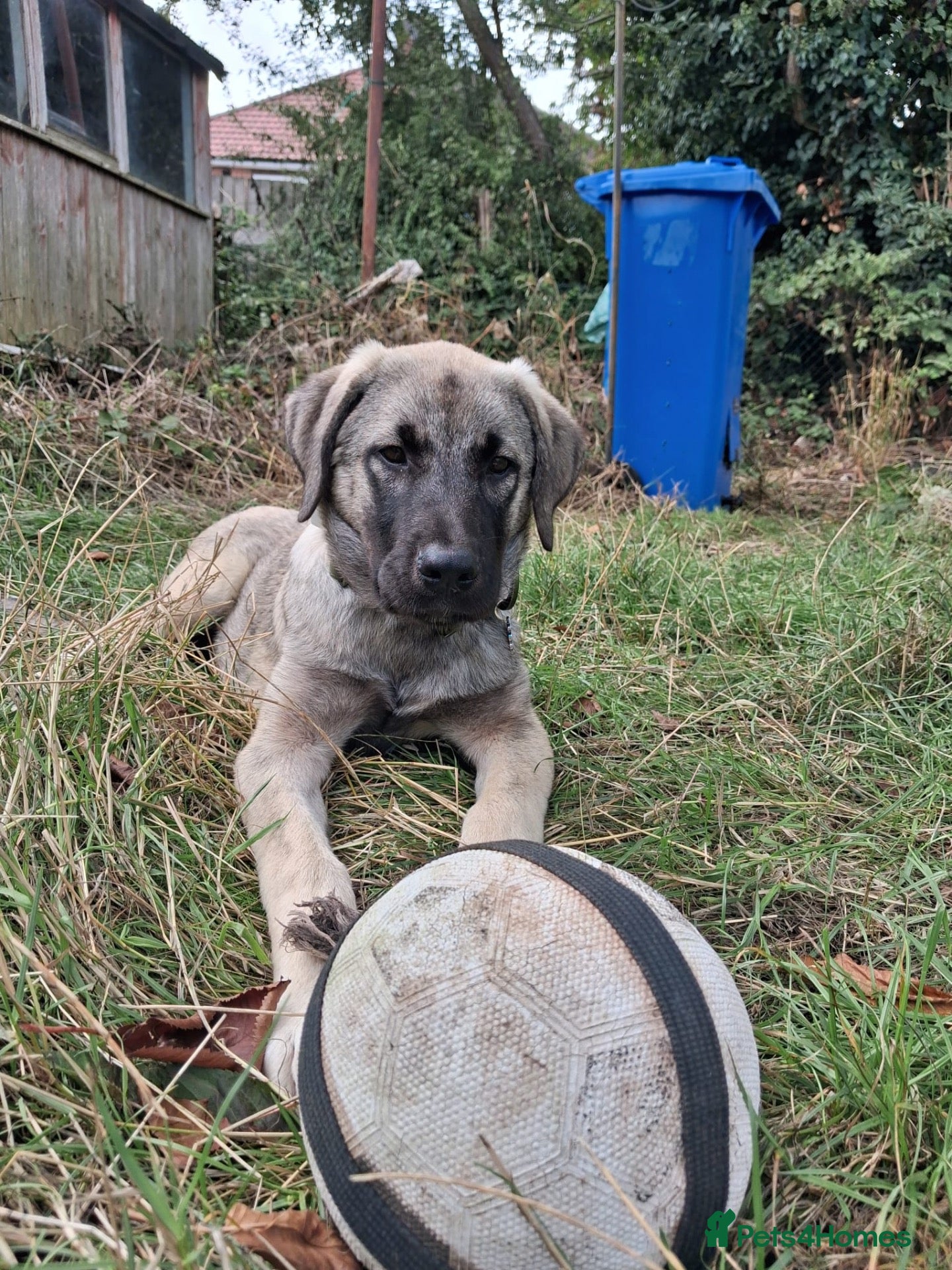 Mixed Breed dogs  sandy  5 - 6 months Macedonian rescue pups - Advert 19