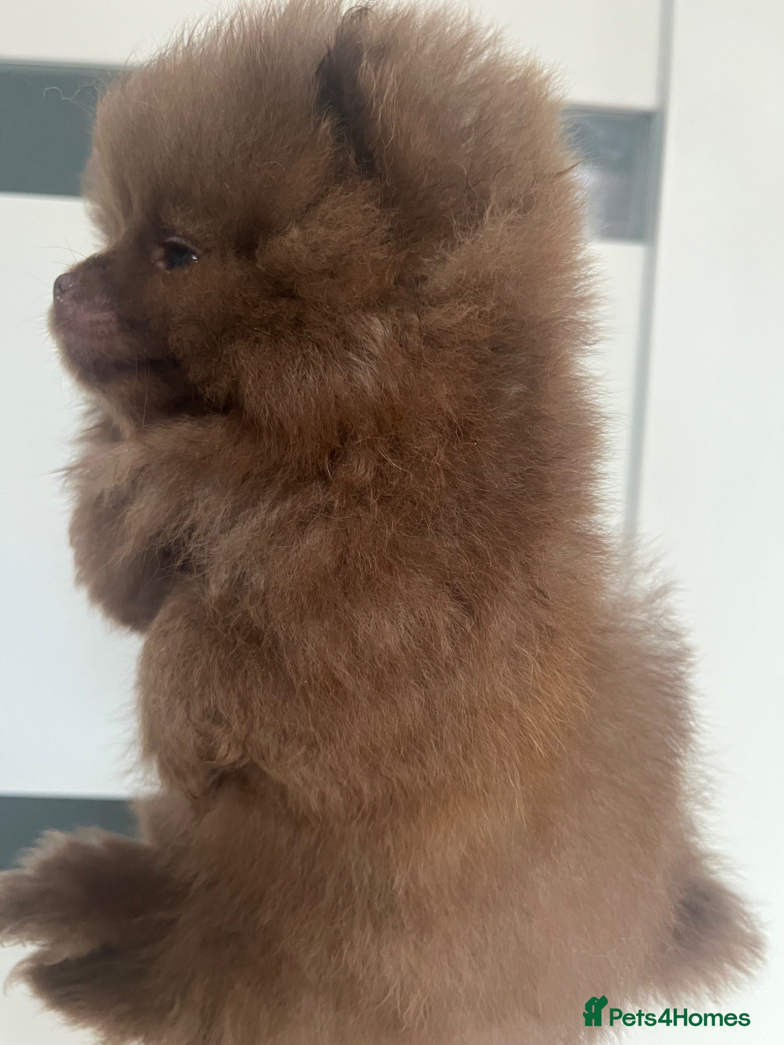Pomeranian dogs Pomeranian babies ready now!!! - Advert 15