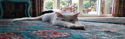 Mixed Breed cats for sale: 4year old white male cat - Advert 7