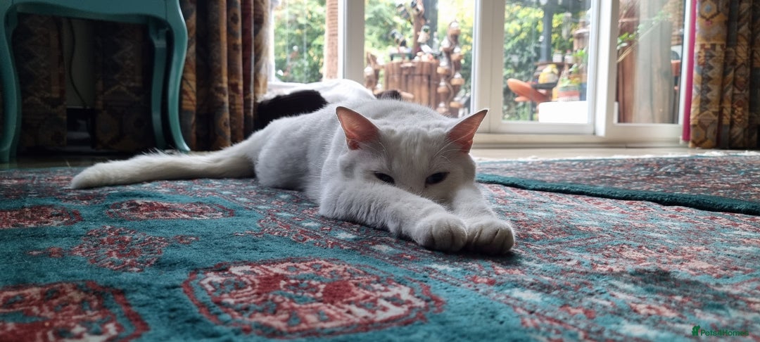 Mixed Breed cats for sale: 4year old white male cat - Advert 7