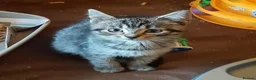Mixed Breed cats for adoption: Gorgeous rescue kittens - Advert 3