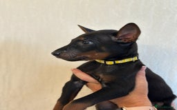 Mixed Breed dogs for sale: Chinese Red Dogs - Image 21